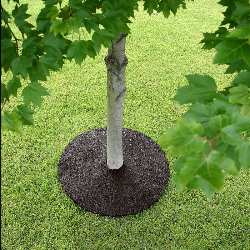 24" Rubber Tree Ring